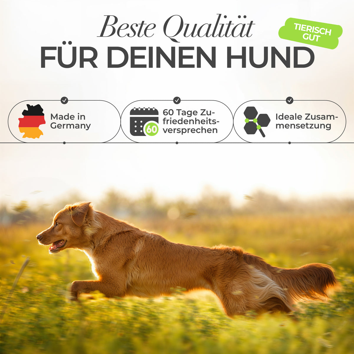 ENEMEL Gelenk-Komplex für Hunde